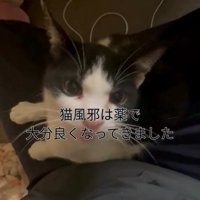 見上げて鳴く猫