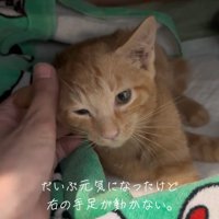 横になる子猫