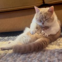 自分の体を揉む猫