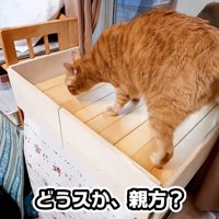どうスか、親方？