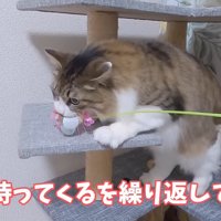 くわえるななこちゃん