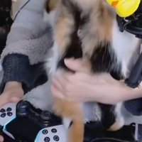 三毛猫の体を自分の方へ引き寄せる飼い主