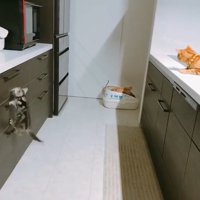 取っ手にしがみつく猫2