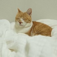 布団に乗って寝る猫