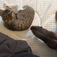 近づくさくらちゃん