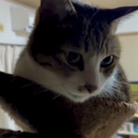 ハンモックにいる猫