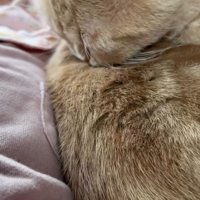 グルーミングする猫