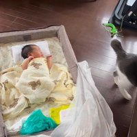 床に寝ている赤ちゃんとその横に立っている猫