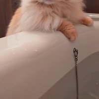浴槽の縁に前足を乗せる猫