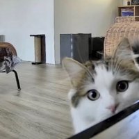 室内にいる猫たち