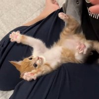バンザイ猫