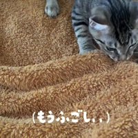毛布に噛みつくキジトラ柄の子猫