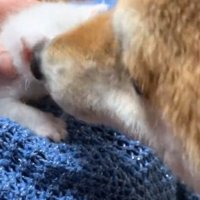 子猫を毛繕いする柴犬