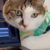 パソコンのそばで飼い主をみている猫