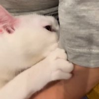 人の腕にしがみつく猫