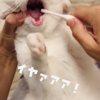 パパの歯磨きを嫌がるマンチカン