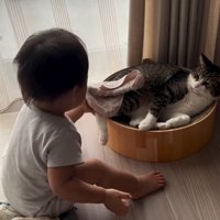 猫にハンカチをかける赤ちゃん