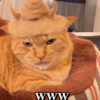 帽子とウンチを乗せた猫