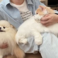 ポテチくんを見るレモンくん