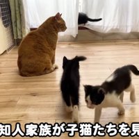 室内にいる猫