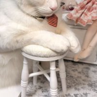 ドール部屋にいる猫
