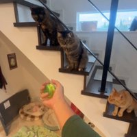 手に持ったヨーヨーを見つめる3匹の猫