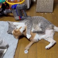 子猫に顔を押さえられているサバトラ