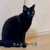 止まる猫