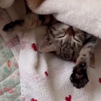 バンザイして寝る猫