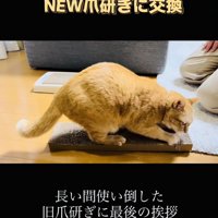 古い爪研ぎで爪を研ぐ茶トラ猫