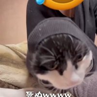 袖の中でジッとする猫