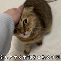 飼い主さんにさっそく撫でられるみにらくん