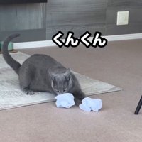 靴下のにおいを嗅ぐ猫