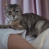 女性の上にいる猫