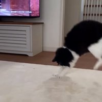 画面の向かって右端で跳び上がる猫