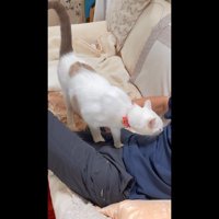 お腹をクンクン