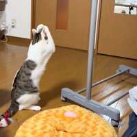 触れた猫