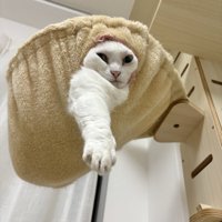 ハンモックから顔を出す猫
