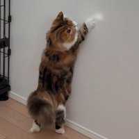 壁の反射光をつかまえようとする猫