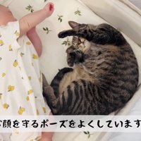 ベビーベッドで寝る赤ちゃんとキジトラ猫