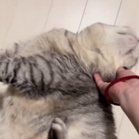 のけぞる猫