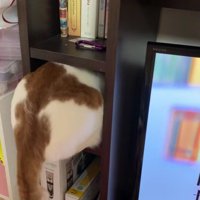 棚に入ろうとしている猫