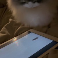 タブレット画面を見つめる猫