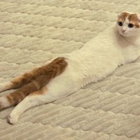 うつ伏せになって顔だけ後ろを向いている猫