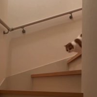 階段をおりる茶白猫