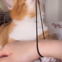 飼い主の腕に付いた髪ゴムを限界まで伸ばした猫