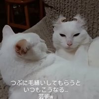 くつろぐ2匹の猫