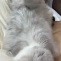 女性の顔を飛び越える猫