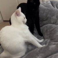 布団の上で同時にのびをする白猫と黒猫