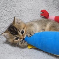 ぬいぐるみにしがみつく子猫